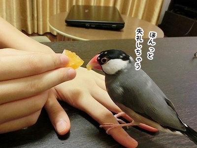 ブンチョ日誌