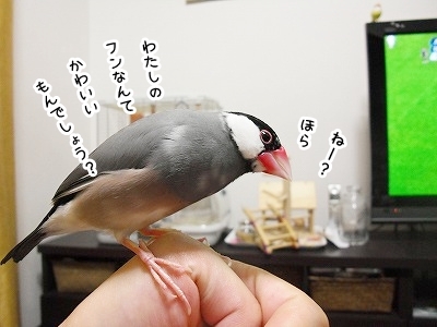 ブンチョ日誌