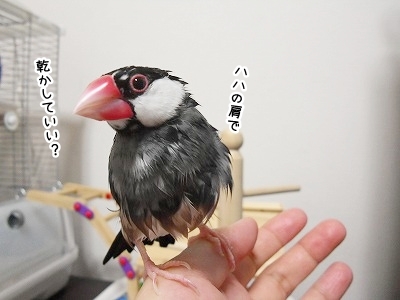 ブンチョ日誌