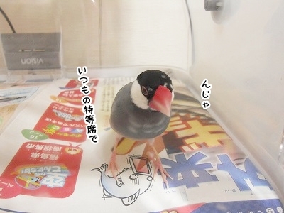 ブンチョ日誌