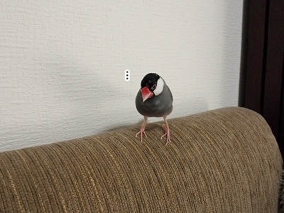 ブンチョ日誌
