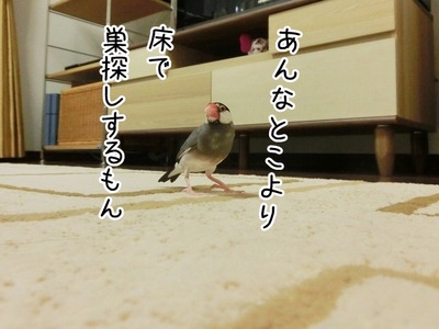 s-CIMG9094