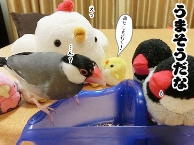 ブンチョ日誌