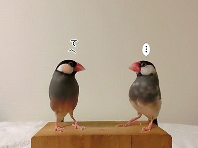 s-CIMG0421