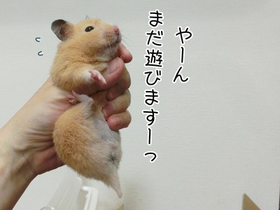 s-CIMG8409