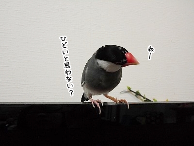 ブンチョ日誌