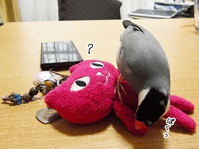 ブンチョ日誌