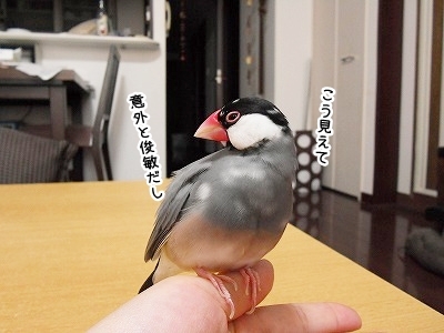 ブンチョ日誌