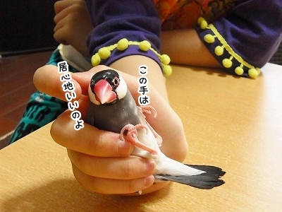 ブンチョ日誌