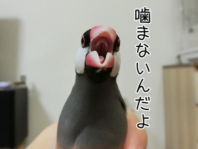 s-CIMG2642