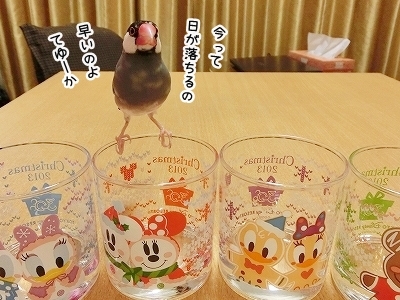 ブンチョ日誌
