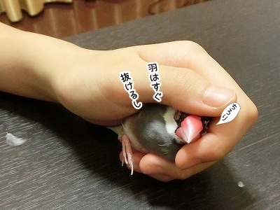 ブンチョ日誌