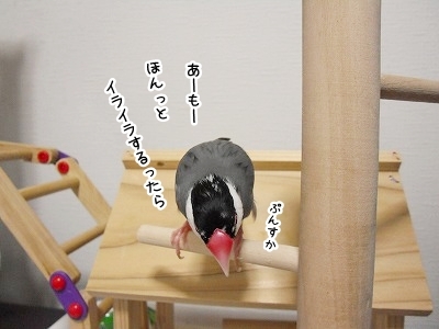 ブンチョ日誌