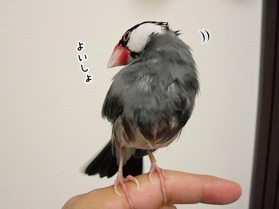 ブンチョ日誌