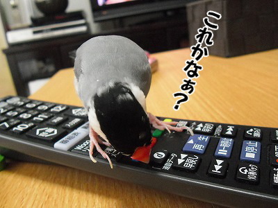 ブンチョ日誌