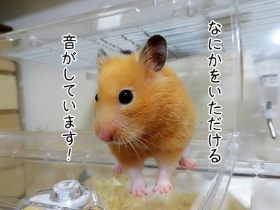 s-IMG_3686