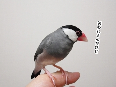 ブンチョ日誌