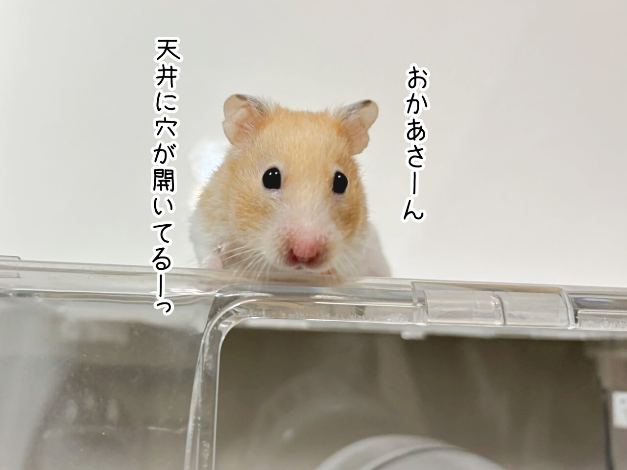 今日のプリン(9/23追記) : ブンチョ日誌 Powered by ライブドアブログ