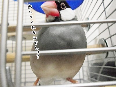 ブンチョ日誌