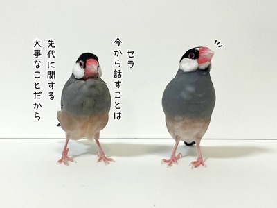 おにんぎょ屋 葉 さんの文鳥 おにんぎょ屋 葉 さんの文鳥