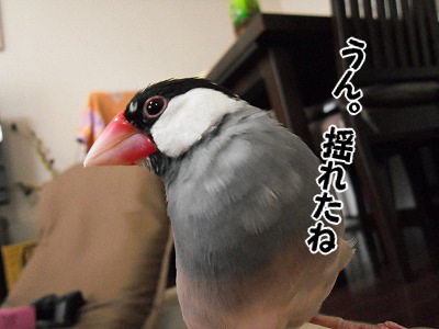 ブンチョ日誌