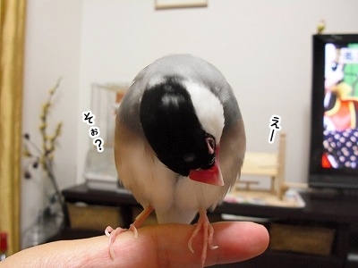ブンチョ日誌