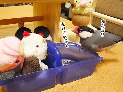 ブンチョ日誌