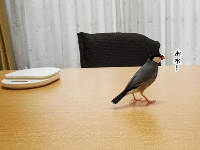 ブンチョ日誌