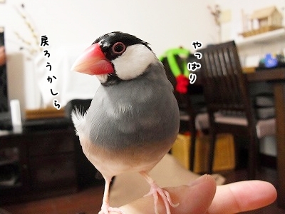 ブンチョ日誌