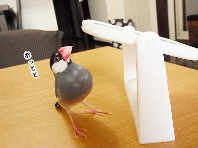 ブンチョ日誌