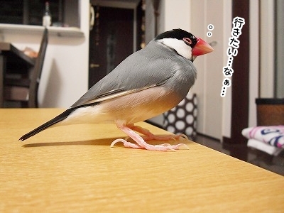 ブンチョ日誌