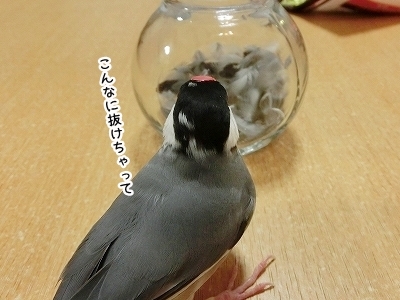 ブンチョ日誌