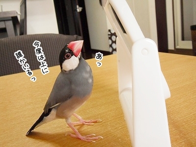 ブンチョ日誌
