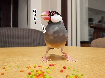 ブンチョ日誌