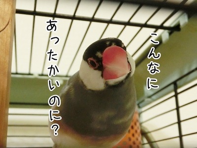 s-CIMG5584