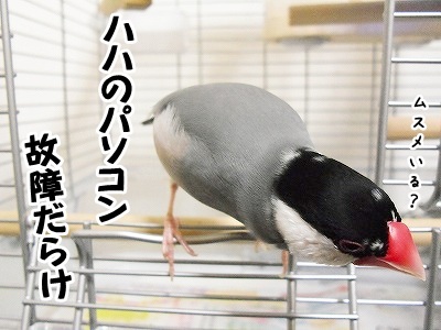 ブンチョ日誌