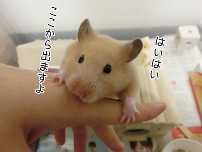 s-CIMG4956