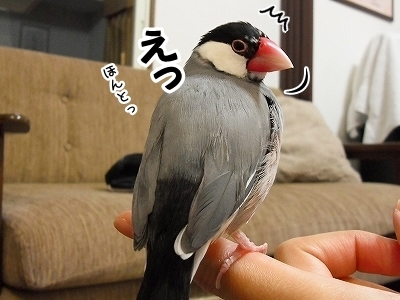 ブンチョ日誌