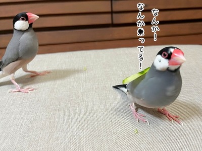 s-IMG_3594