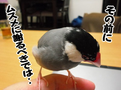 ブンチョ日誌