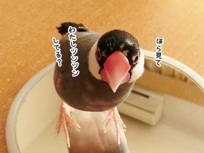 ブンチョ日誌