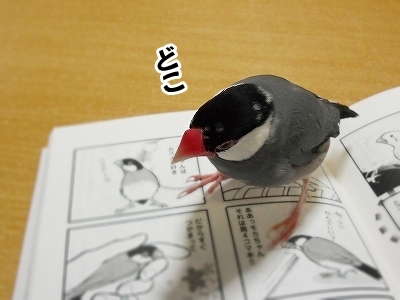 ブンチョ日誌