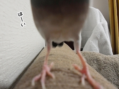 ブンチョ日誌