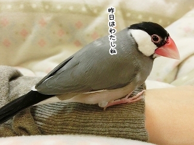 ブンチョ日誌