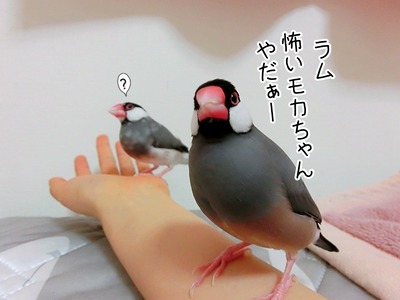 s-CIMG6292