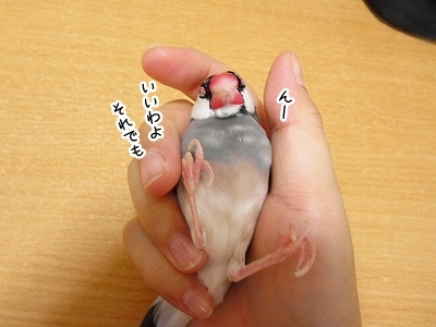 ブンチョ日誌