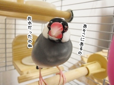 ブンチョ日誌