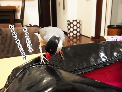 ブンチョ日誌
