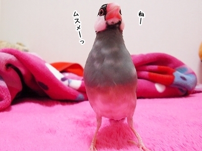 ブンチョ日誌