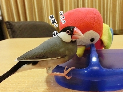 ブンチョ日誌